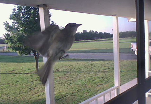 bird in flight caught by the security camera at 6